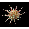 vicdani 78,0mm SPLENDID