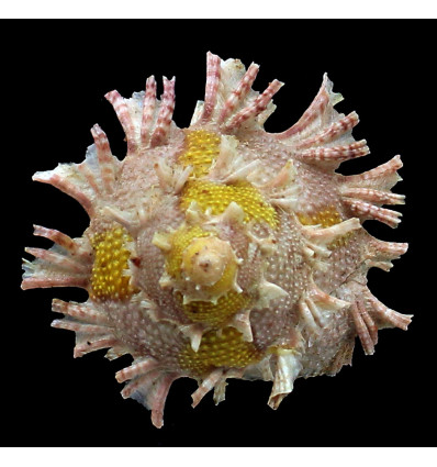 girgyllus 70,0mm AMAZING