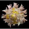 girgyllus 70,0mm AMAZING