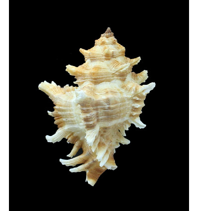 varius clausi 63,7mm BIG