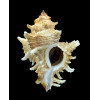 varius clausi 63,7mm BIG