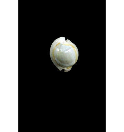 annulus 16,0mm BUBBLE