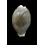 camelopardalis 54,8mm DARK