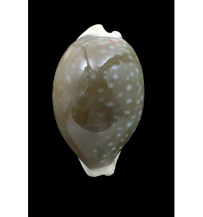 camelopardalis 54,8mm DARK