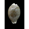 camelopardalis 54,8mm DARK