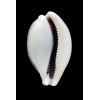 camelopardalis 54,8mm DARK