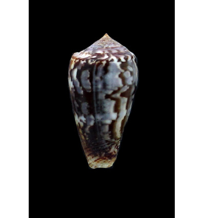 monachus 46,0mm