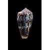 monachus 46,0mm
