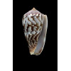 monachus 46,0mm