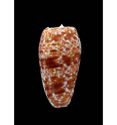 bullatus 55,5mm MARQUESAS