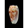 bullatus 55,5mm MARQUESAS