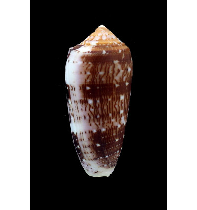 floccatus 71,0mm BIG