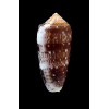 floccatus 71,0mm BIG