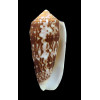 floccatus 71,0mm BIG