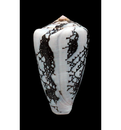 bazarutensis 58,5mm BIG