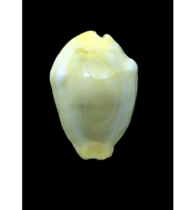 moneta 42,6mm BIG
