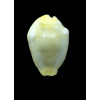 moneta 42,6mm BIG