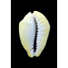 moneta 42,6mm BIG