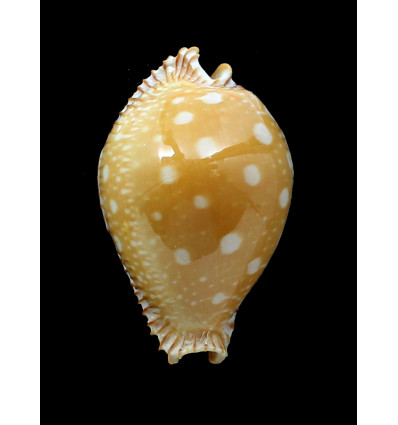 guttata 64,0mm