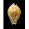 guttata 64,0mm