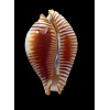 guttata 64,0mm
