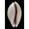 leviathan 87,0mm
