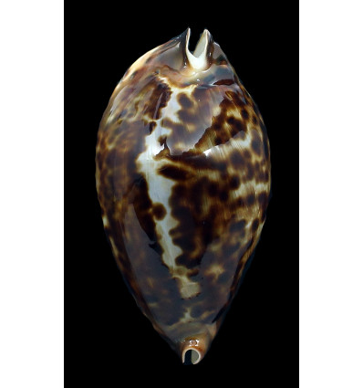 friendii 90,0mm