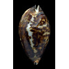 friendii 90,0mm