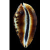 friendii 90,0mm