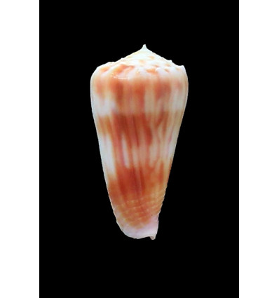 moluccensis 44,0mm JAPAN