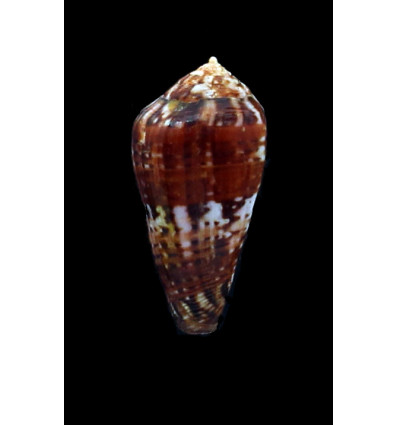 mozambicus lautus 42,0mm