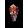 mozambicus lautus 42,0mm