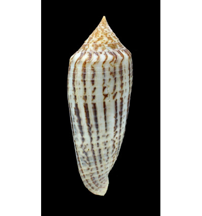 australis 113,0mm GIANT