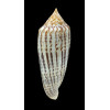 australis 113,0mm GIANT