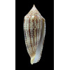 australis 113,0mm GIANT