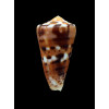 barthelemyi 61,6mm SUPERB