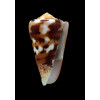 barthelemyi 61,6mm SUPERB