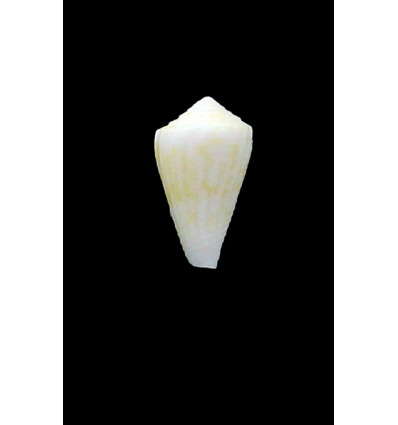 patae 24,0mm BIG