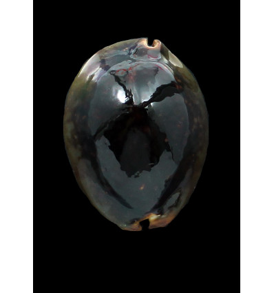 mauritiana 65mm NIGER