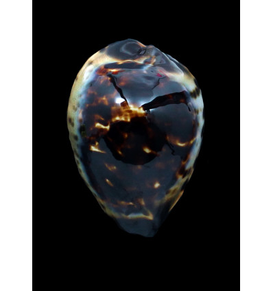 perlae eludens 60,9mm