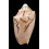 vespertilio 67,4mm SUPERB