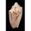 vespertilio 67,4mm SUPERB