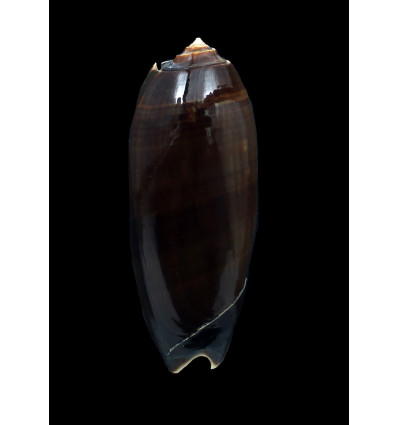 miniacea marrati 79,0mm