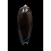 miniacea marrati 79,0mm