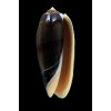 miniacea marrati 79,0mm