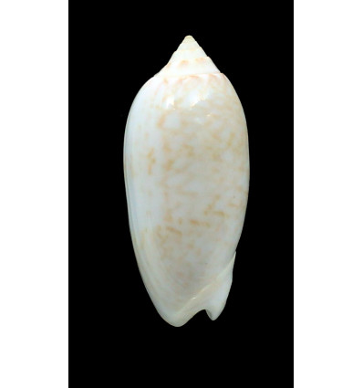 fulgurator aldinia 63,8mm BIG