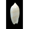 fulgurator aldinia 63,8mm BIG