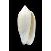 fulgurator aldinia 63,8mm BIG