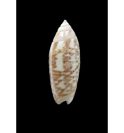 multiplicata 34,0mm
