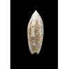 multiplicata 34,0mm